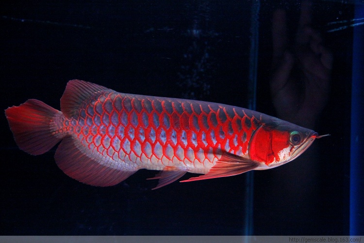 jade arowana