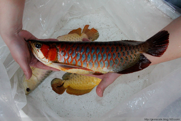 jade arowana