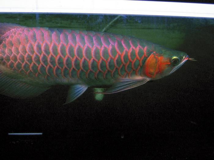 green base red arowana