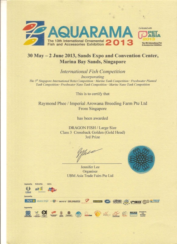 Aquarama 2013 certificate: third place, Crossback Gold Head.