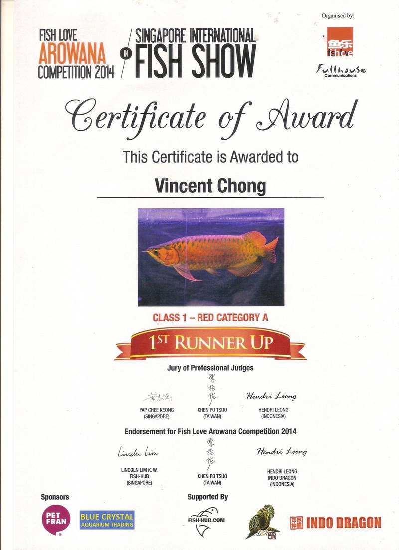Singapore International Fish Show 2014 certificate: first runner-up, Class 1 Red, Category A.