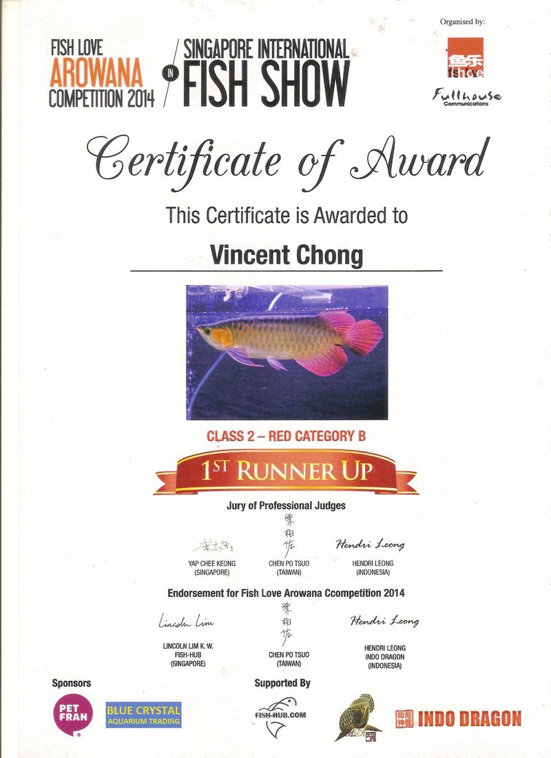 Singapore International Fish Show 2014 certificate: first runner-up, Class 2 Red, Category B.