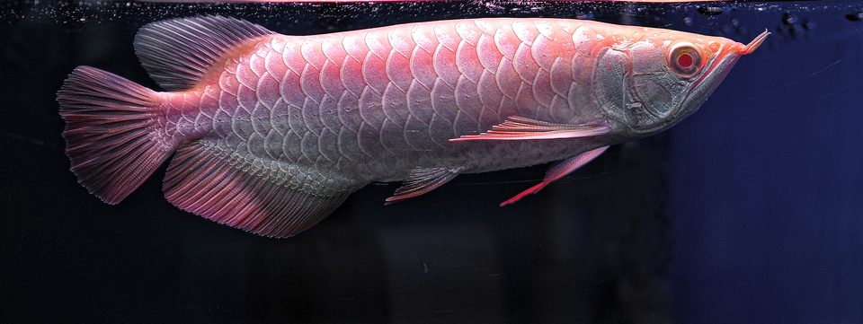 An Albino Crossback against dark water.