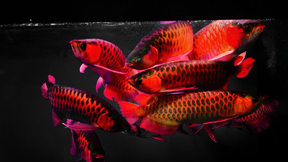 A school of Blood Reds against dark water.
