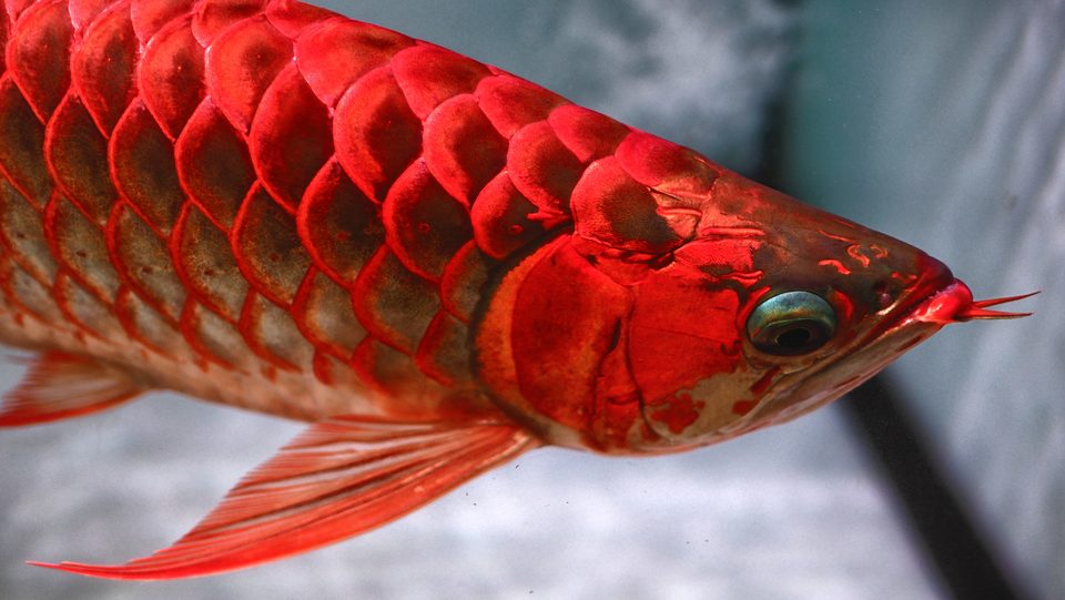 Blood Red scale rows, close.