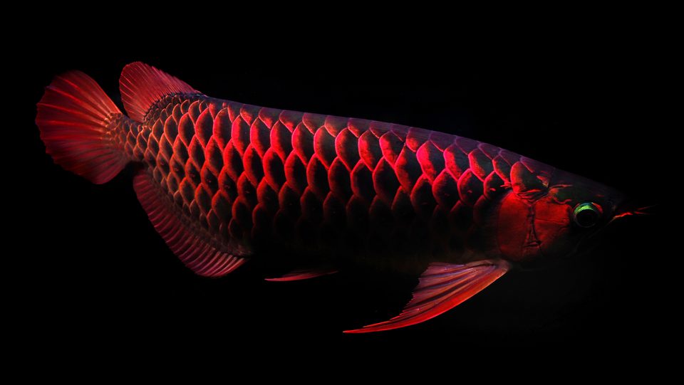 A Blood Red against black water.