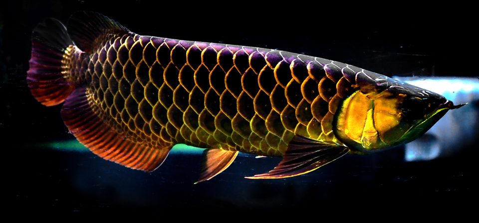 A Crossback Golden, high contrast against dark water.