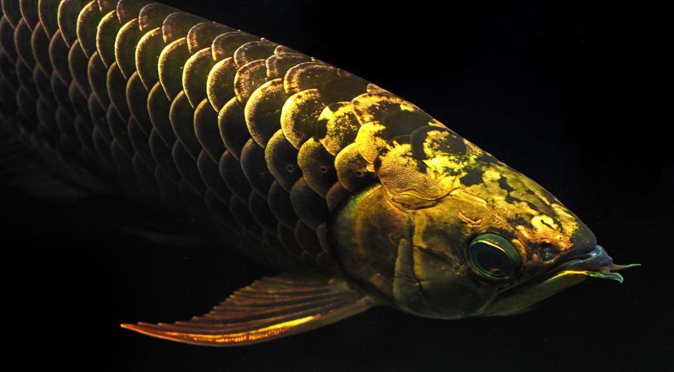 A gold-headed Crossback in profile.