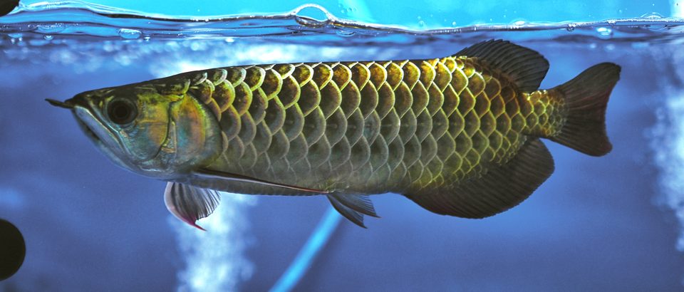 A Crossback Golden below the surface.