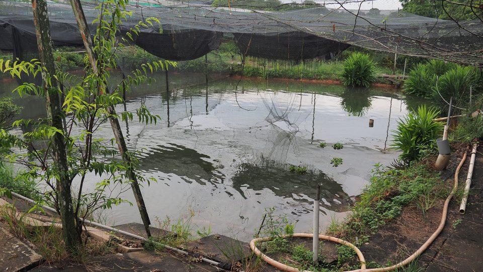 A breeding pond at first light.