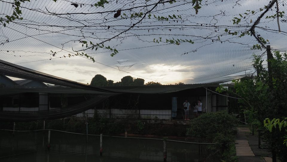 A breeding pond at first light.