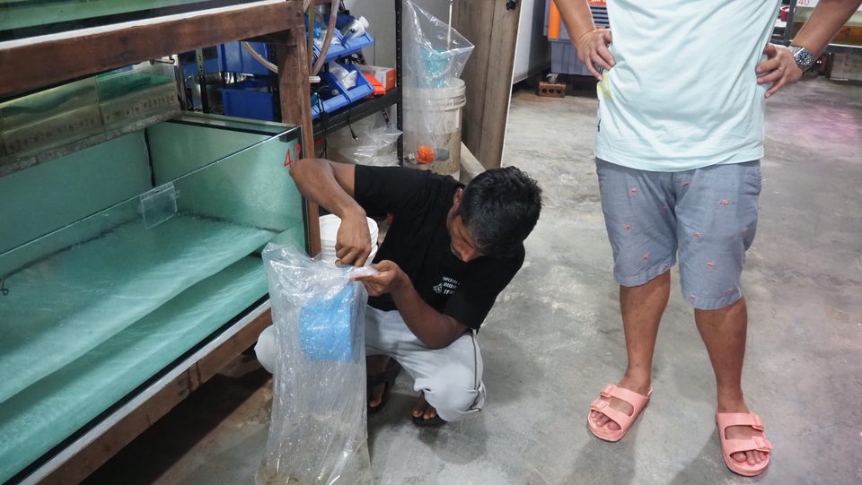 Climatising a bagged fish to new water.