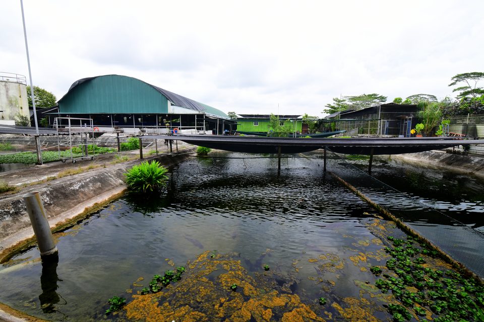 The outdoor ponds under netting.