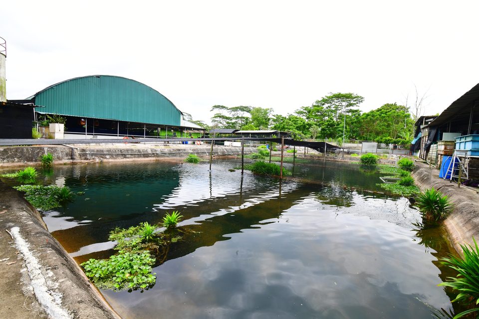 The outdoor ponds under netting.