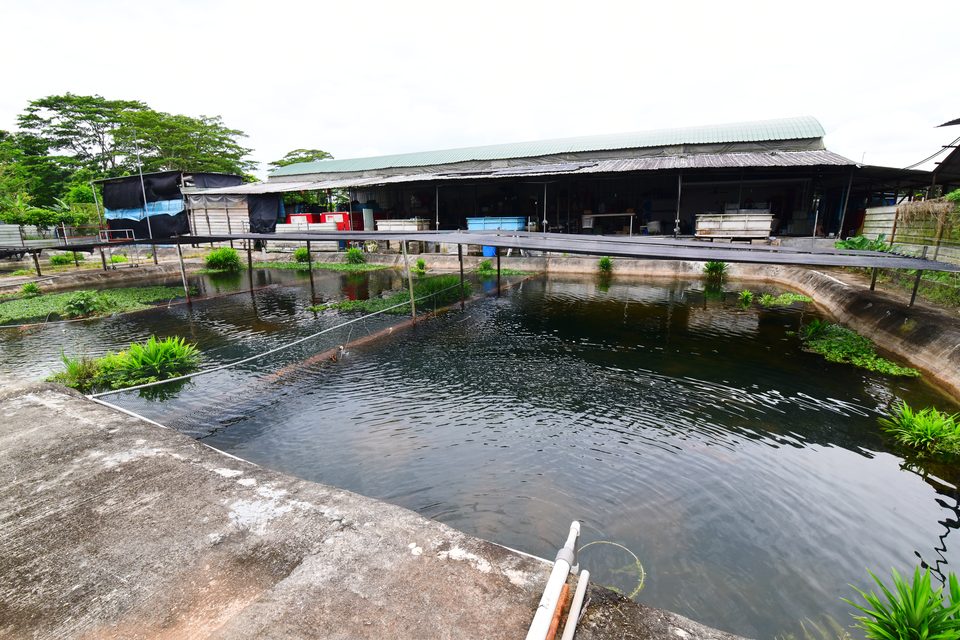 The outdoor ponds under netting.