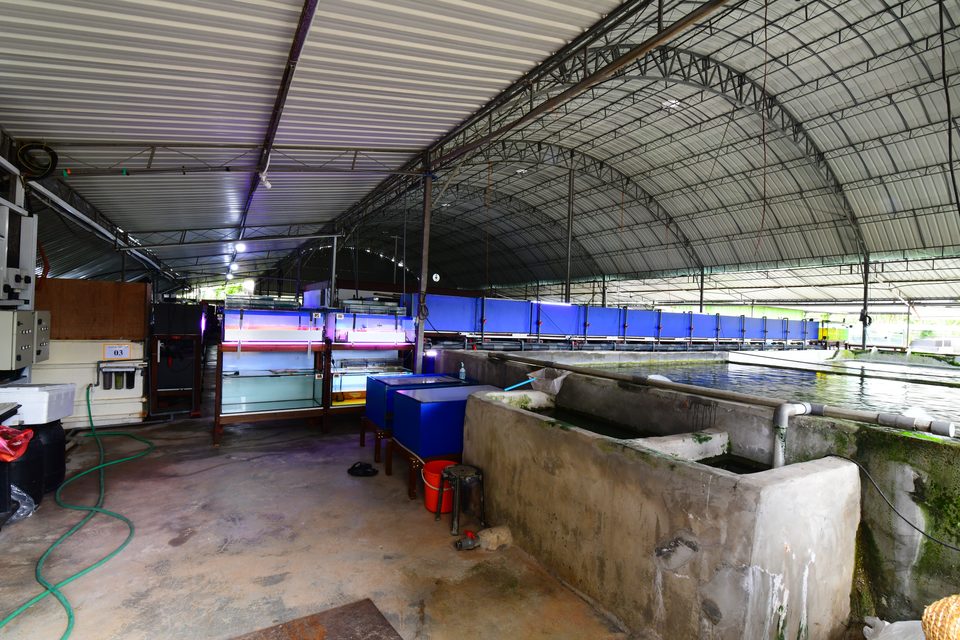 The outdoor ponds under netting.