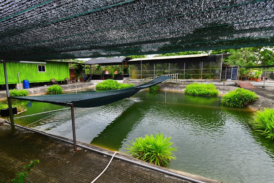 The outdoor ponds under netting.