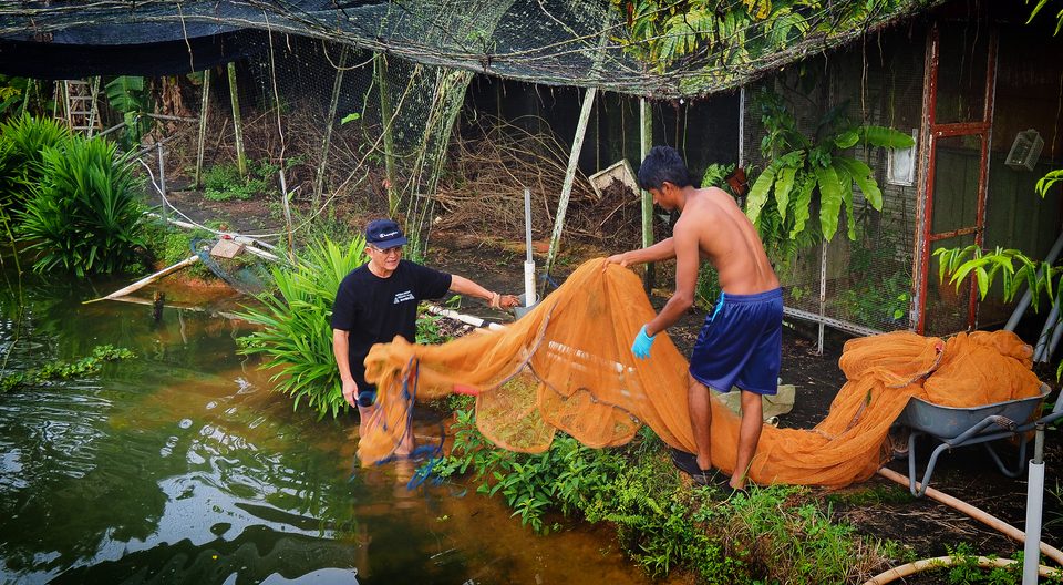 Harvesting with nets at the pond.