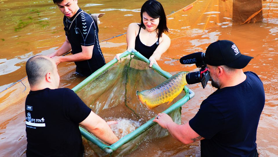 Harvesting with nets at the pond.