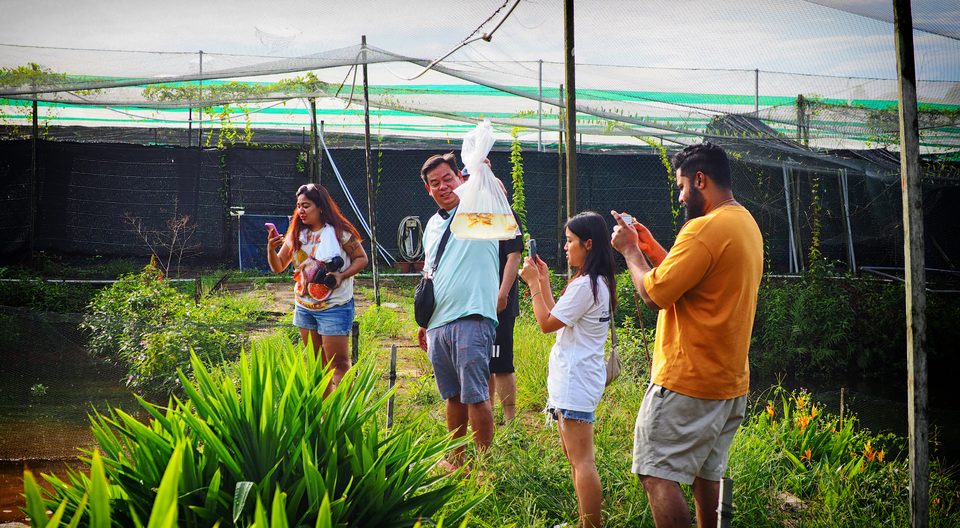 Harvesting with nets at the pond.