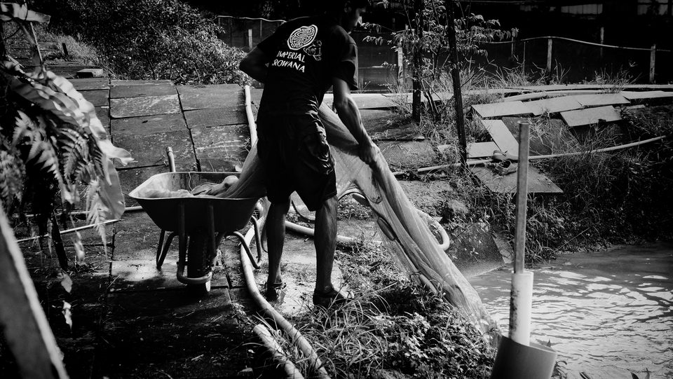 Harvesting with nets at the pond.