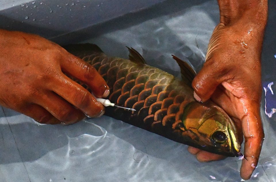Inserting an identification chip by hand.