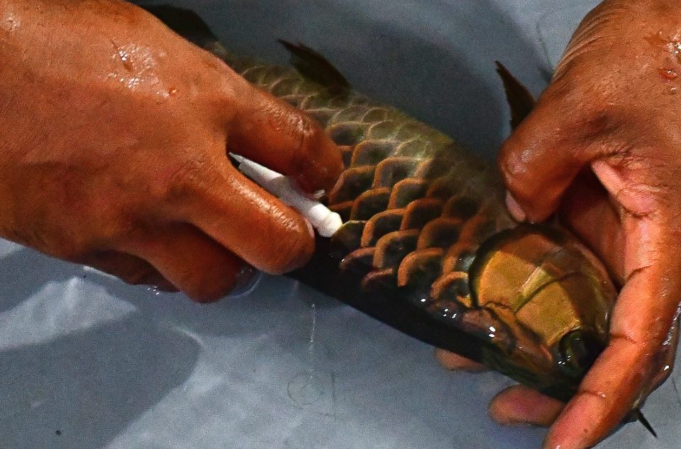 Inserting an identification chip by hand.