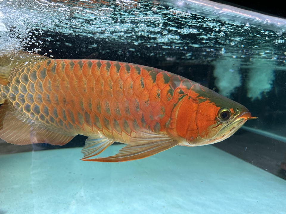A red arowana in a teal grow-out tank on the farm.