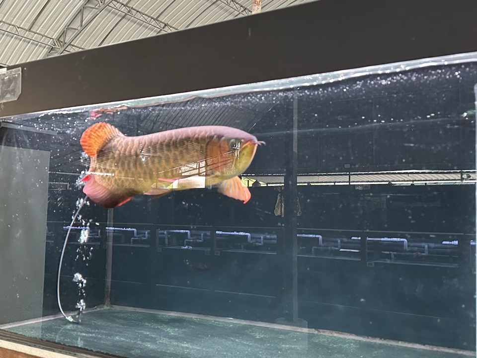 A red arowana in a farm tank, viewed side-on, with an airline running.