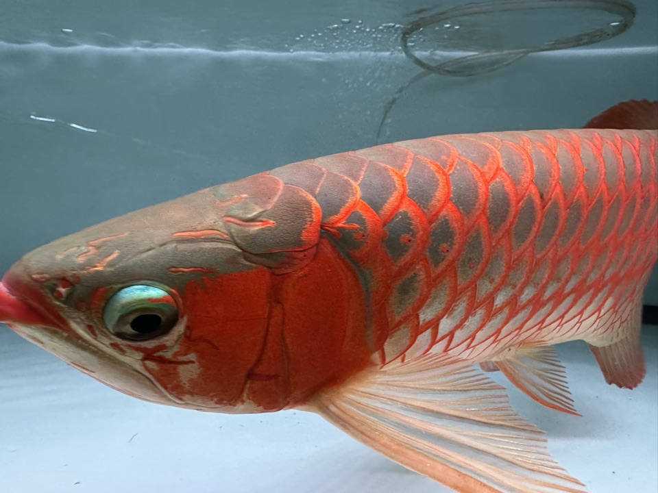 A red arowana, head-on.