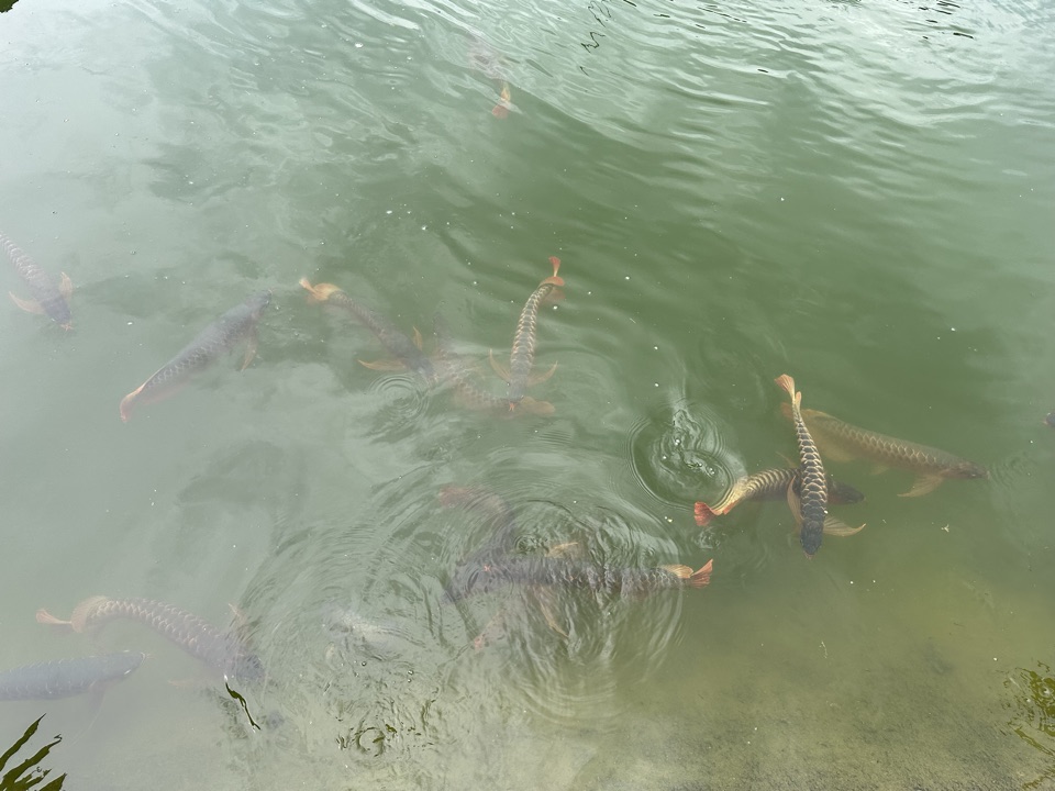 Broodstock at the pond surface.