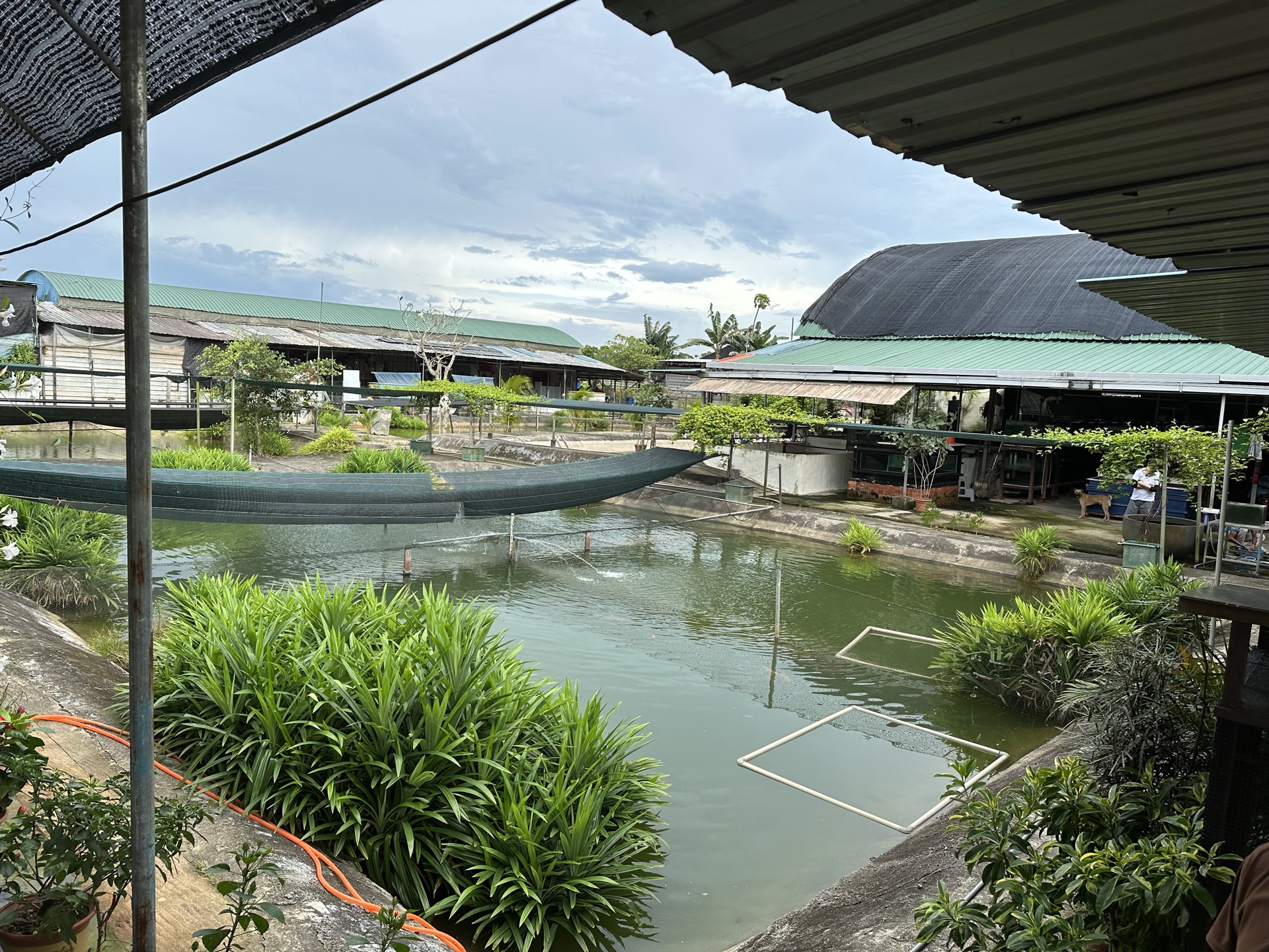 The farm from outside: breeding ponds, hangar roofs and open sky.
