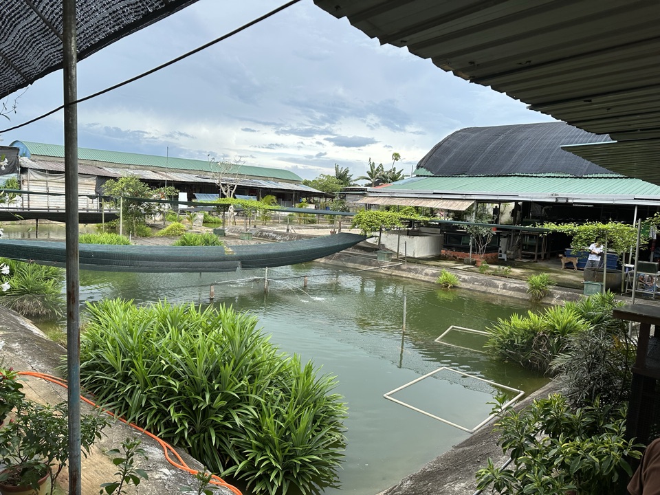 The ponds at Neo Tiew Lane.