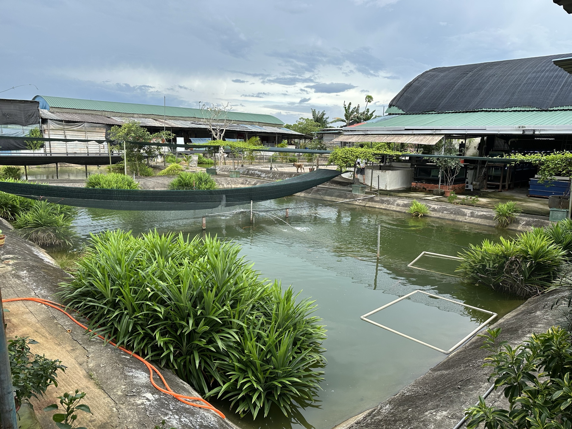 Breeding ponds under open sky, planting along the bank.