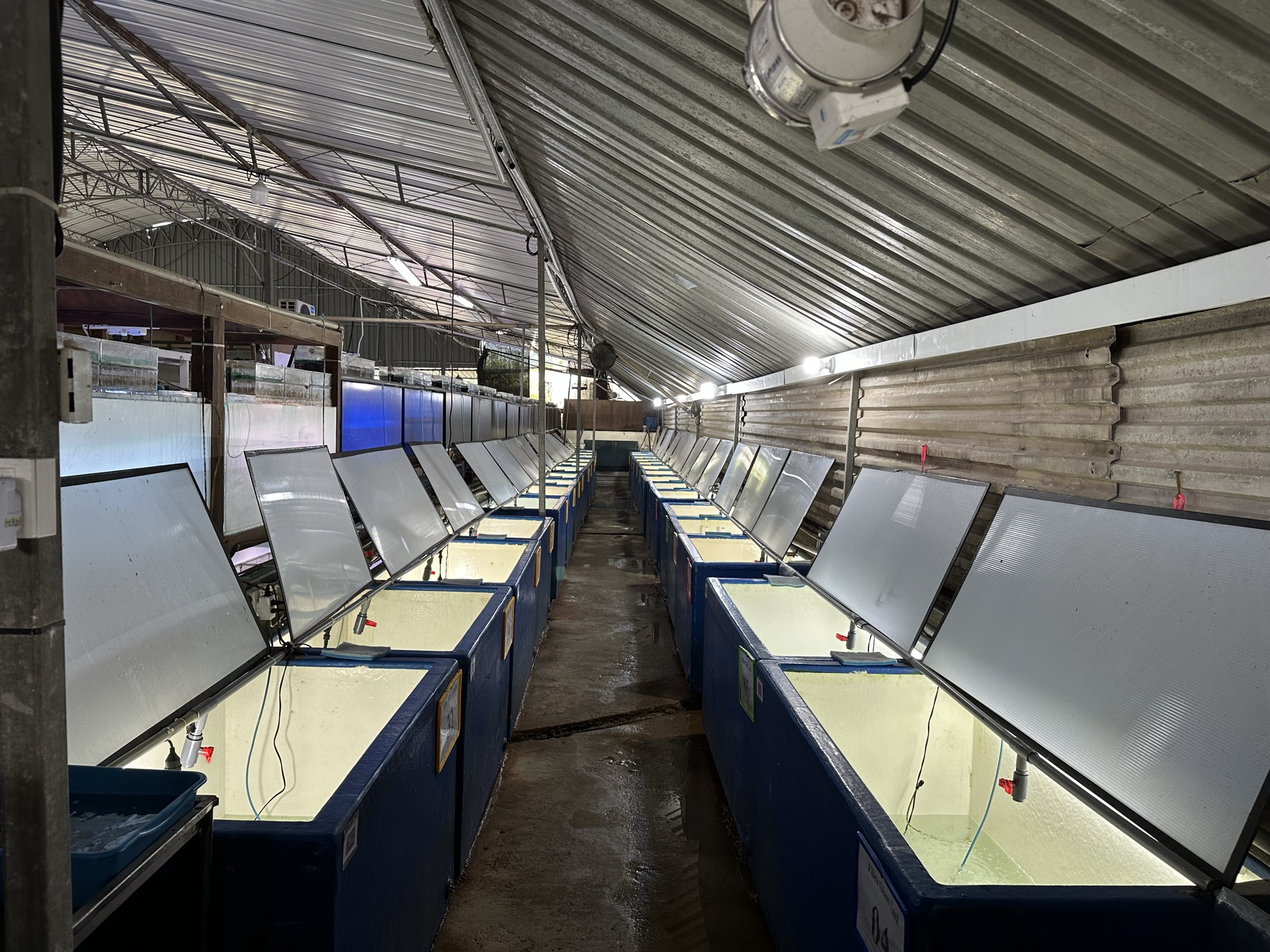 A corridor of fibreglass grow-out tanks running down the hangar.