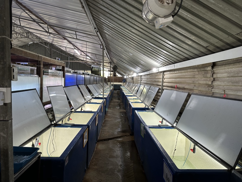 The fibreglass grow-out corridor.