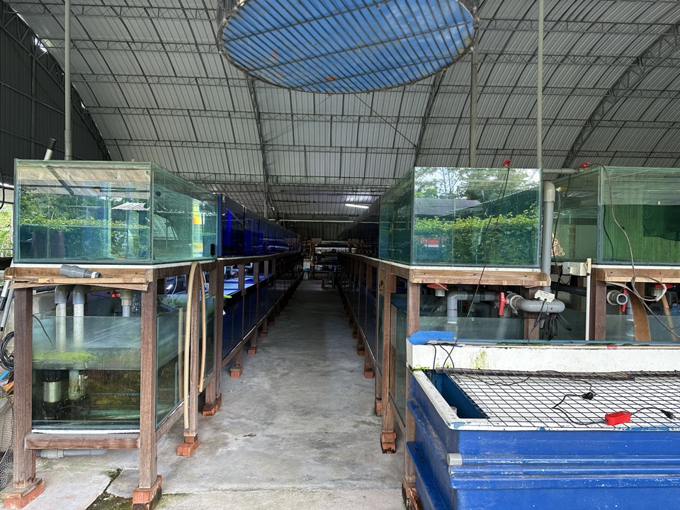 Rows of tanks running the length of the farm hangar in daylight.