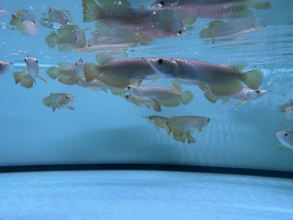 Juvenile arowana schooling in pale blue water.