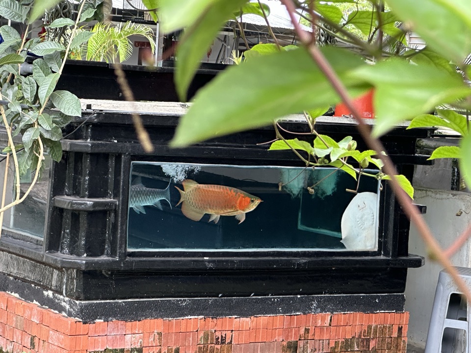 The outdoor display tank.