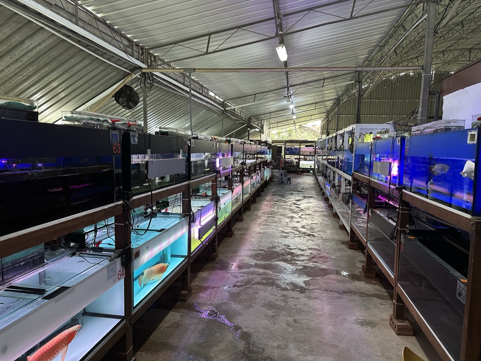Tank rows under LED.
