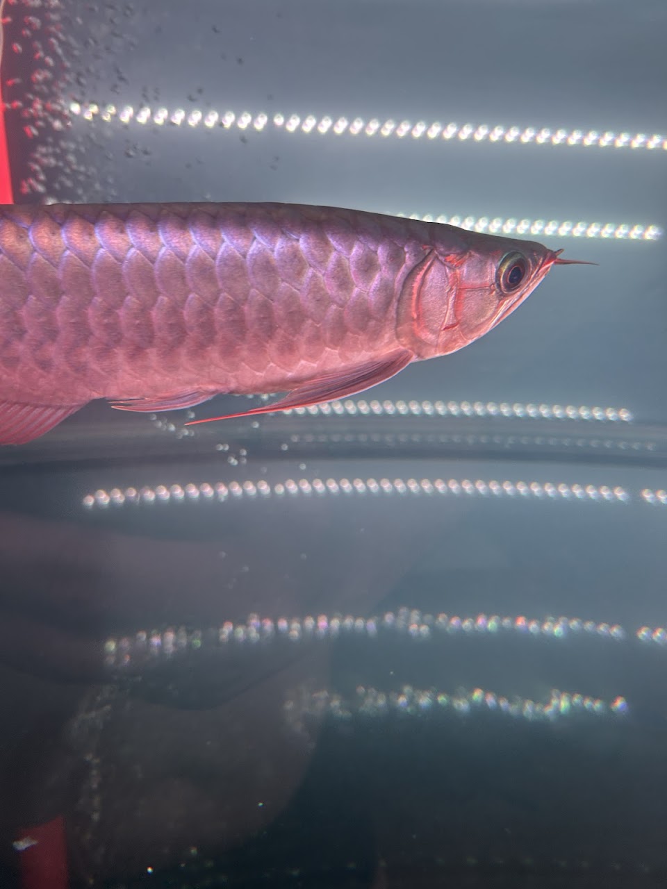 A red arowana in the tank rows, photographed by a customer.