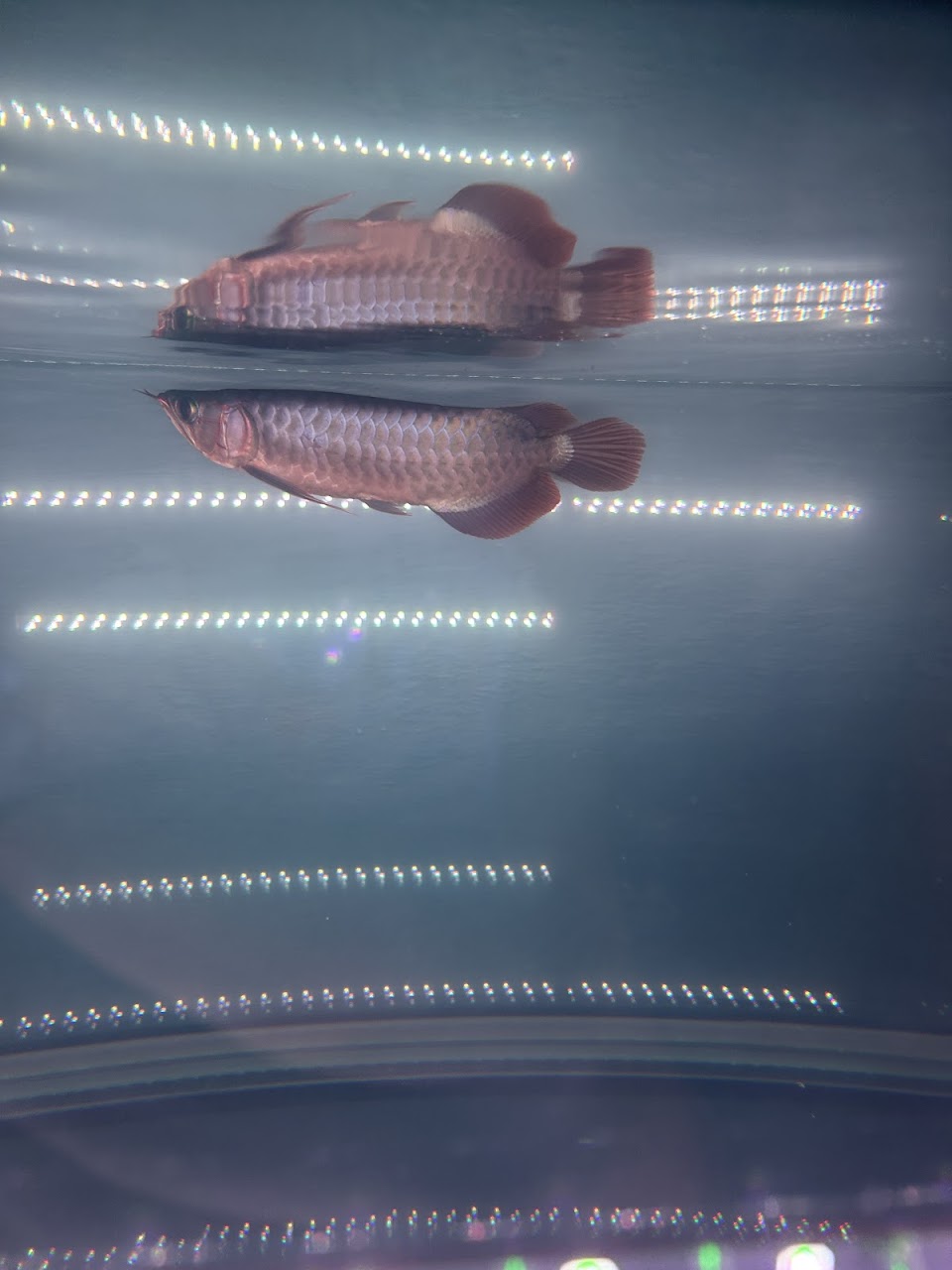 A red arowana in the tank rows, photographed by a customer.