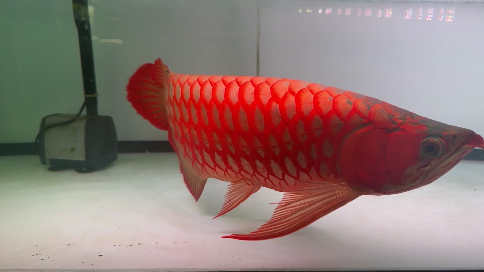 A red arowana photographed by a visitor at the farm.
