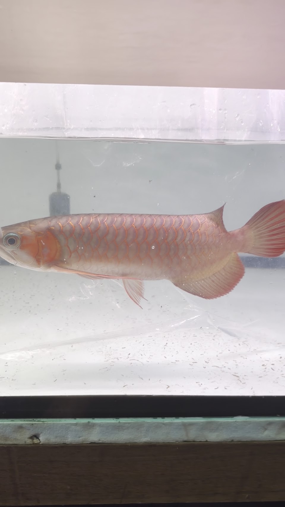 A red arowana under farm lights, customer photo.