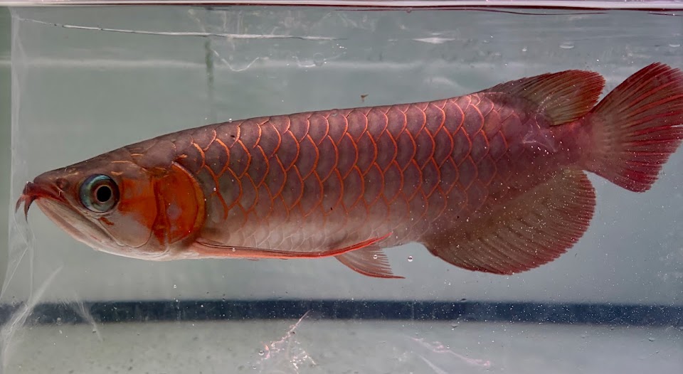 A red arowana under farm lights, customer photo.