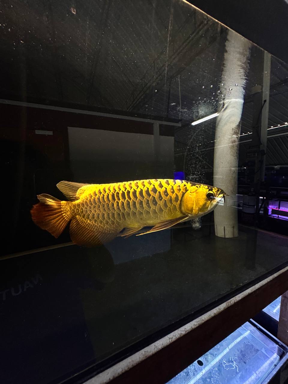 A golden arowana photographed on a farm visit.
