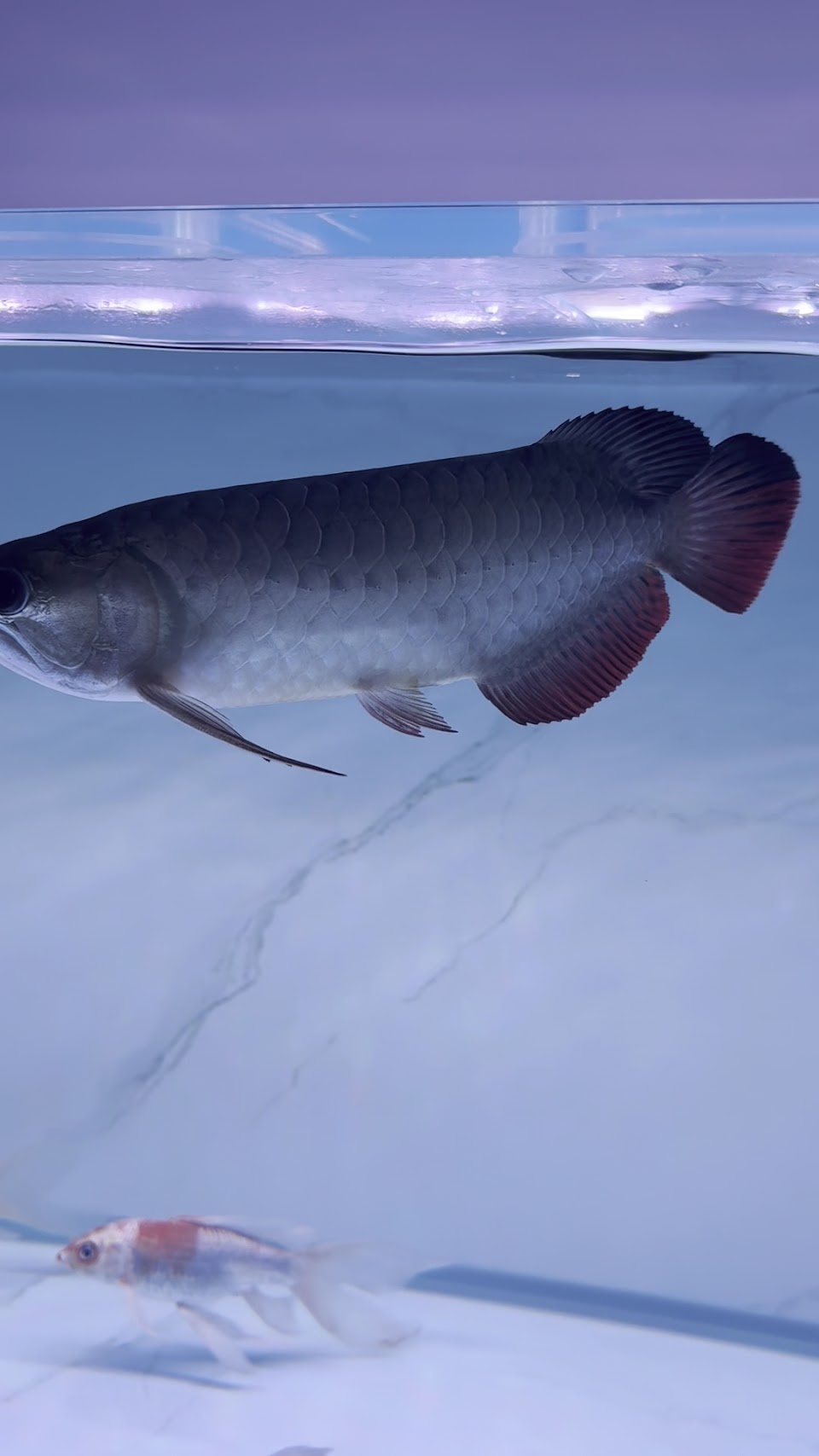 A red arowana in a customer photo.