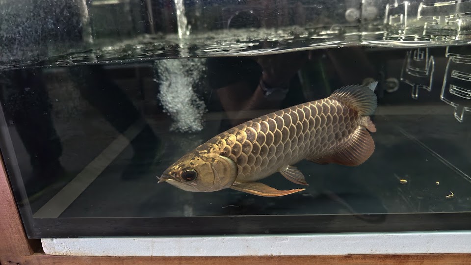 An arowana settling into a customer’s tank.