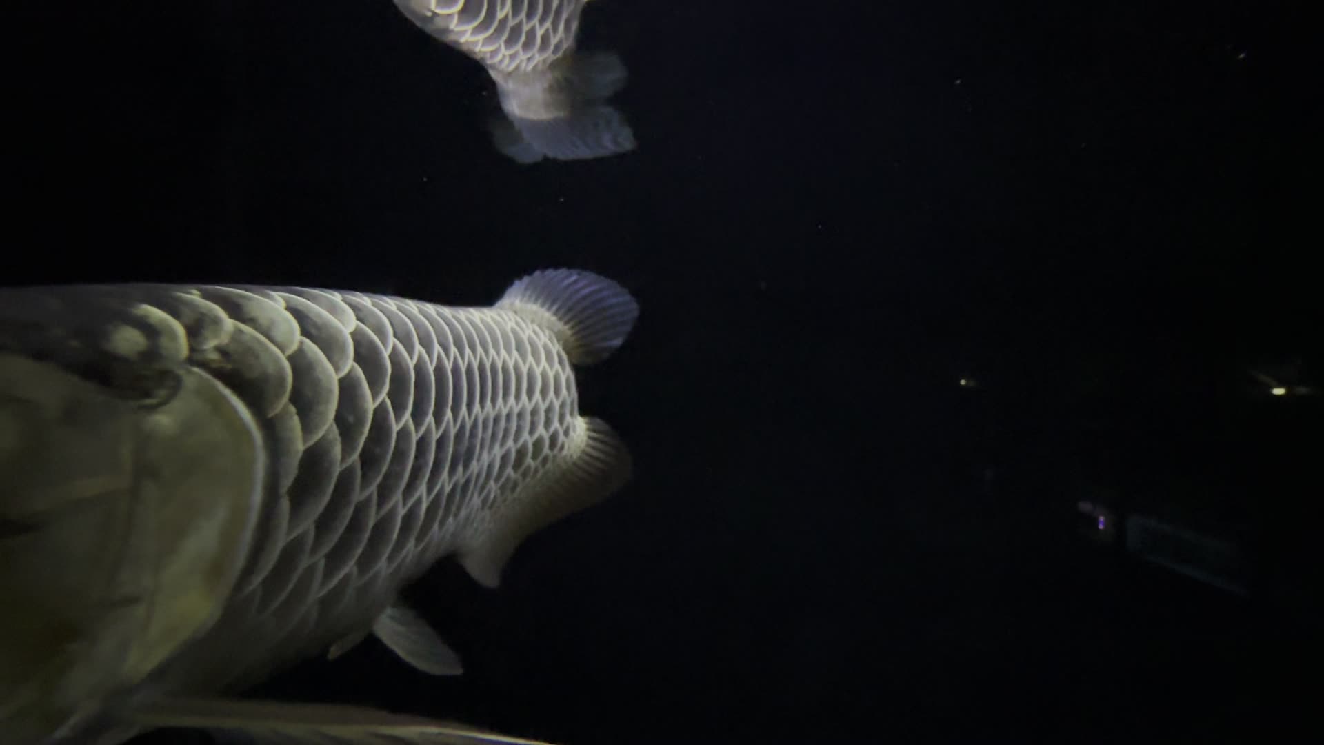 A mature gold arowana holding station against dark water.